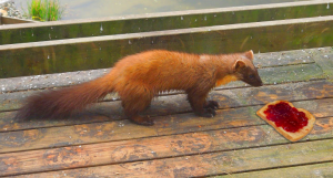 Peter_Pine_Marten_jam_butty